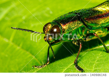 A jewel beetle with beautiful, vibrant colors. A jewel beetle with beautiful, vibrant colors. 140986148