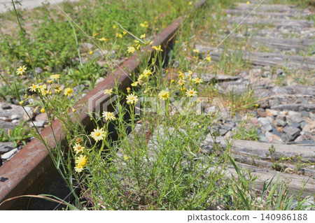 Flowers blooming beside the abandoned railway tracks at Petite Ceinture in the 19th arrondissement of Paris (June 14, 2026) Flowers blooming beside the abandoned railway tracks at Petite Ceinture in the 19th arrondissement of Paris (June 14, 2026) 140986188