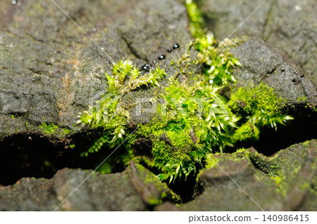 Moss growing on a stake Moss growing on a stake 140986415