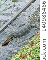 Monitor lizards at lumphini park in Bangkok Thailand during the day in bright sunlight. 140986466