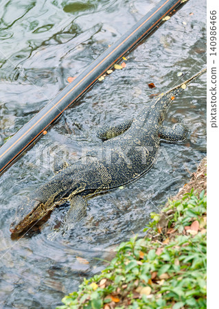 Monitor lizards at lumphini park in Bangkok Thailand during the day in bright sunlight. 140986466
