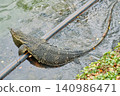 Monitor lizards at lumphini park in Bangkok Thailand during the day in bright sunlight. 140986471
