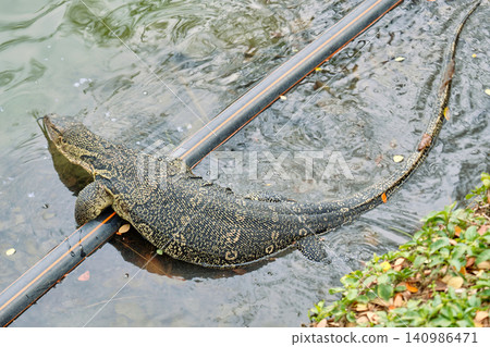 Monitor lizards at lumphini park in Bangkok Thailand during the day in bright sunlight. Monitor lizards at lumphini park in Bangkok Thailand during the day in bright sunlight. 140986471