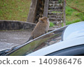 Wild primate adapting to human environment posing on car hood near grassy slope and railings 140986476