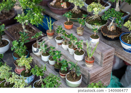 Flower market display with various mini exotic decorative bonsai plants in ceramic pots for sale 140986477