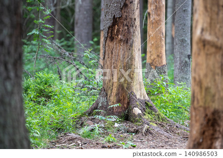Infested spruce forest suffering from bark beetle attack, trees eaten by insect drying out and dying Infested spruce forest suffering from bark beetle attack, trees eaten by insect drying out and dying 140986503