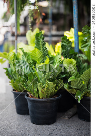 Many potted Asplenium nidus fern plants also called Cobra on ground display for sale in flower shop. Many potted Asplenium nidus fern plants also called Cobra on ground display for sale in flower shop. 140986508