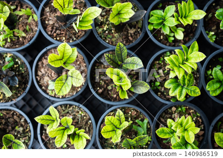 Various selection of plastic pots with young Zamioculcas seedlings sell at gardening flower market. Various selection of plastic pots with young Zamioculcas seedlings sell at gardening flower market. 140986519