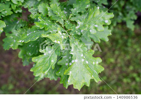 Twig of English Oak tree with white spots on leaves, tree foliage infected by oak powdery mildew common fungal disease. Twig of English Oak tree with white spots on leaves, tree foliage infected by oak powdery mildew common fungal disease. 140986536