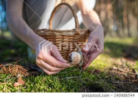 Hands of woman picking edible boletus mushroom, closeup. Outdoor recreation, walk in autumn forest. Hands of woman picking edible boletus mushroom, closeup. Outdoor recreation, walk in autumn forest. 140986544