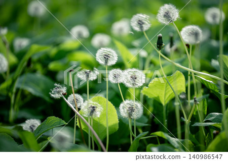 Green lawn with white Dandelions invasive quickly dispersing wild flowers taking over unkempt areas. Green lawn with white Dandelions invasive quickly dispersing wild flowers taking over unkempt areas. 140986547