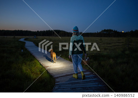 Woman with dog walks through peat bog at wooden path at dusk, lighting her way with headlamp on head 140986552