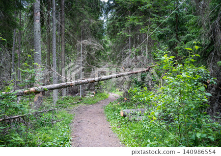 Died dried tree infested by bark beetle fell over pathway in forest, regional ecological catastrophe Died dried tree infested by bark beetle fell over pathway in forest, regional ecological catastrophe 140986554