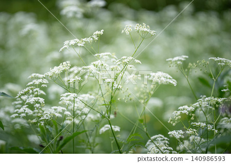Meadow with blooming Goutweed (Aegopodium podagraria) natural aggressive weed invading gardens. Meadow with blooming Goutweed (Aegopodium podagraria) natural aggressive weed invading gardens. 140986593