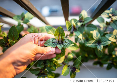 Thai Basil in pots on french balcony, hand touching young leaves. Cultivation homegrown aroma herbs Thai Basil in pots on french balcony, hand touching young leaves. Cultivation homegrown aroma herbs 140986594