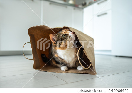 Interested cat inspecting paper bag while lying inside, curious playful kitty enjoying hiding place. Interested cat inspecting paper bag while lying inside, curious playful kitty enjoying hiding place. 140986653