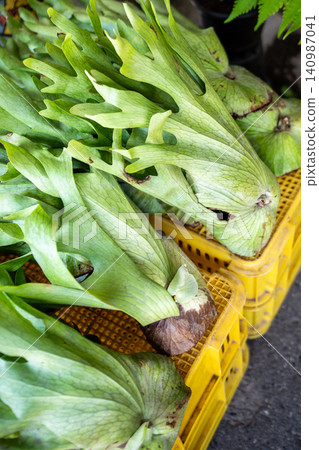 Tropical Staghorn fern plant known as Platycerium for sale at Chatuchak plant market in Bangkok Tropical Staghorn fern plant known as Platycerium for sale at Chatuchak plant market in Bangkok 140987041