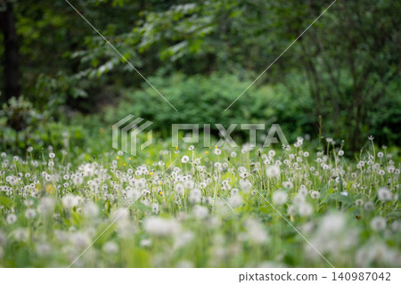 Abandoned park meadow covered with blooming wild Dandelions natural invading widespread plant. Abandoned park meadow covered with blooming wild Dandelions natural invading widespread plant. 140987042