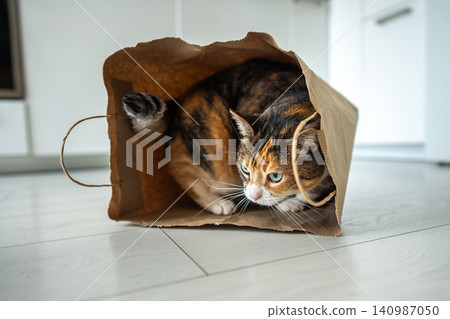 Cute domestic cat found new shelter place, mischief kitty comfortably fitting inside shopping bag. Cute domestic cat found new shelter place, mischief kitty comfortably fitting inside shopping bag. 140987050