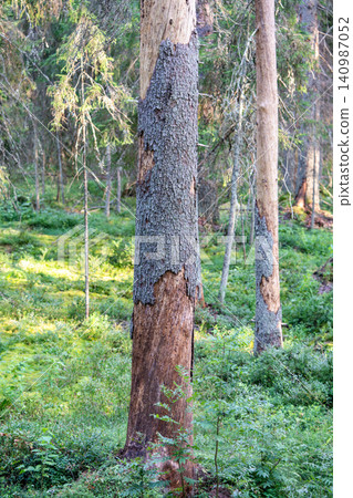 Spruce tree with damaged bark surface showcasing pests invasion and work of bark beetle in forest Spruce tree with damaged bark surface showcasing pests invasion and work of bark beetle in forest 140987052