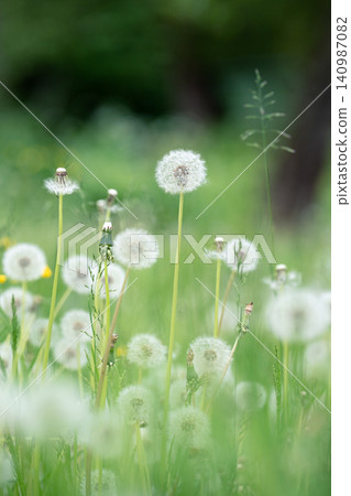 Soft dandelion puff flowers and grass on field. Calm summer nature background. Invasive plant, weeds Soft dandelion puff flowers and grass on field. Calm summer nature background. Invasive plant, weeds 140987082