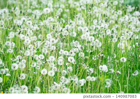 Overgrown lawn full of soft dandelions puff flowers. Airy dandelion meadow. Invasive plant, weeds. Overgrown lawn full of soft dandelions puff flowers. Airy dandelion meadow. Invasive plant, weeds. 140987083
