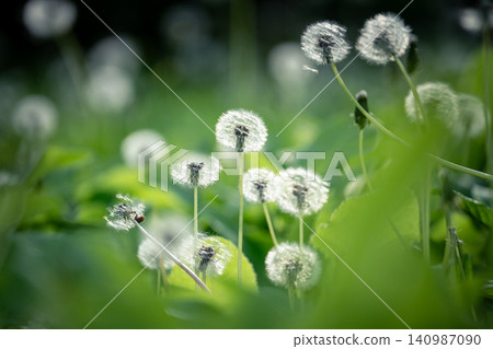 Soft dandelion puff flowers and grass on field. Calm summer nature background. Invasive plant, weeds Soft dandelion puff flowers and grass on field. Calm summer nature background. Invasive plant, weeds 140987090