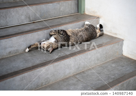 Domestic cat with fully stretched out furry body comfortably quietly sleeping on staircase outside Domestic cat with fully stretched out furry body comfortably quietly sleeping on staircase outside 140987140