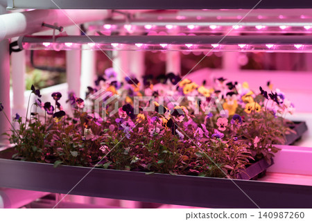 Seedlings of pansies growing in hothouse under purple LED light. Hydroponic indoor salad factory Seedlings of pansies growing in hothouse under purple LED light. Hydroponic indoor salad factory 140987260