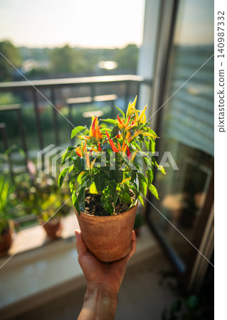 Chili hot pepper in pot. Hand holding plant pot near balcony garden. Home harvest, indoor farming Chili hot pepper in pot. Hand holding plant pot near balcony garden. Home harvest, indoor farming 140987332