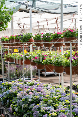 Bloom season in glasshouse with rows of flowers in blossom and pots with plants. Hothouse business 140987370