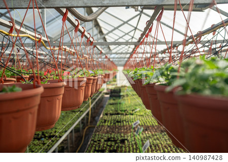 Petunia plants seedlings in hanging pots in plant nursery industrial glasshouse. Petunia plants seedlings in hanging pots in plant nursery industrial glasshouse. 140987428