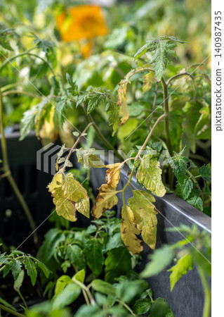 Fungal diseases of tomato leaves, septoria leaf spot, late blight. Fungal diseases of tomato leaves, septoria leaf spot, late blight. 140987435