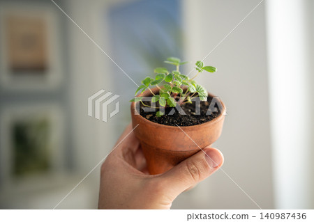 Man holding small Strawberry Fragaria seedlings in clay pot in hand, soft focus. Indoor gardening Man holding small Strawberry Fragaria seedlings in clay pot in hand, soft focus. Indoor gardening 140987436