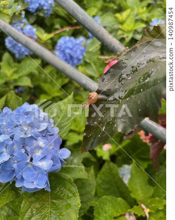 一隻蝸牛和被雨水打濕的繡球花。 140987454