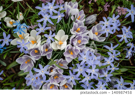 Spring field with blossoming white crocuses, blue hyacinths and wildflowers in full bloom. Spring field with blossoming white crocuses, blue hyacinths and wildflowers in full bloom. 140987458