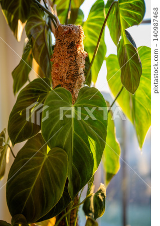 Philodendron plant support homemade sphagnum moss pole and plastic fine-mesh garden netting at home Philodendron plant support homemade sphagnum moss pole and plastic fine-mesh garden netting at home 140987468