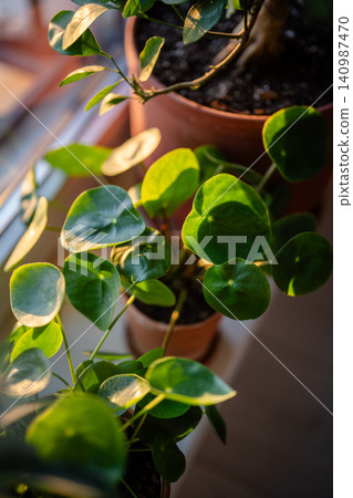 Closeup of Pilea peperomioides houseplant in clay pot at home. Chinese money plant. Closeup of Pilea peperomioides houseplant in clay pot at home. Chinese money plant. 140987470