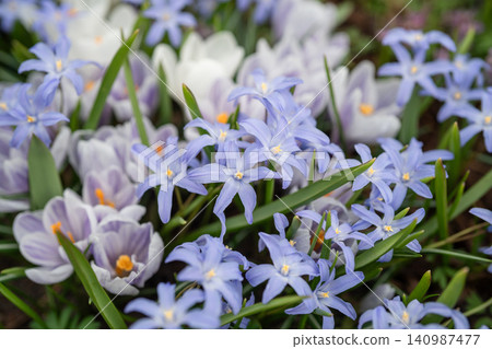 Spring field with blossoming white crocuses, blue hyacinths and wildflowers in full bloom. Spring field with blossoming white crocuses, blue hyacinths and wildflowers in full bloom. 140987477
