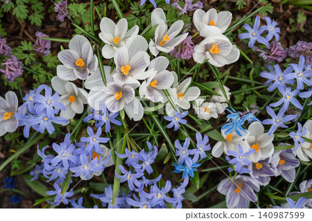 Spring field with blossoming white crocuses, blue hyacinths and wildflowers in full bloom. Spring field with blossoming white crocuses, blue hyacinths and wildflowers in full bloom. 140987599