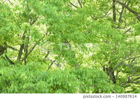 Fresh green of sunbeams through Fresh green of sunbeams through 140987614