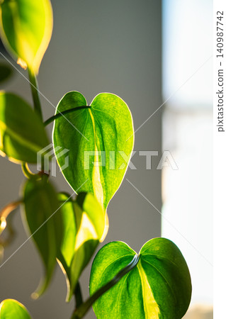 Leaves of plant Philodendron Brasil, soft focus. Houseplant with heart shape green leaf Leaves of plant Philodendron Brasil, soft focus. Houseplant with heart shape green leaf 140987742