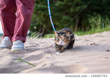 Scowling angry cat on leash walk on sand look at camera. Feline displeasure, pet resistance behavior 140987743