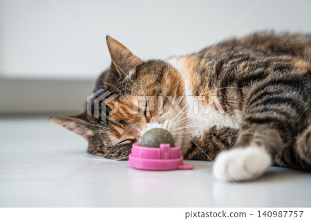 Curious playful Calico cat enjoying catnip ball toy, rubbing head and ears on aromatic herbal ball. Curious playful Calico cat enjoying catnip ball toy, rubbing head and ears on aromatic herbal ball. 140987757