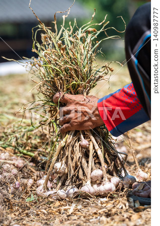 Local farmer collecting harvested garlic in heaps at rural farm field, tying garlic bulbs in sheaves 140987777