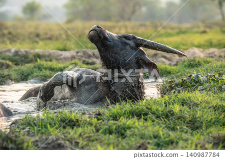 Water buffalo enjoying muddy bath, rolling in water cooling off at farm field in Thailand village. Water buffalo enjoying muddy bath, rolling in water cooling off at farm field in Thailand village. 140987784