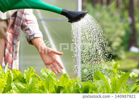 Woman watering a young salad from watering can in the hotbed, selective focus. Organic, vegetable garden Woman watering a young salad from watering can in the hotbed, selective focus. Organic, vegetable garden 140987921