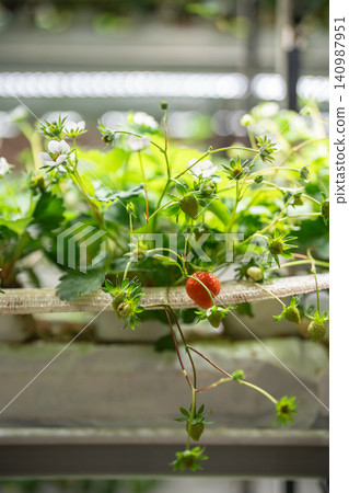 Strawberry cultivation in greenhouse. Mini-farm for growing Fragaria in artificial soil. Strawberry cultivation in greenhouse. Mini-farm for growing Fragaria in artificial soil. 140987951
