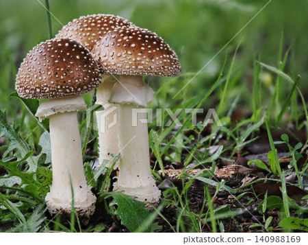 Mature Amanita mushroom 140988169