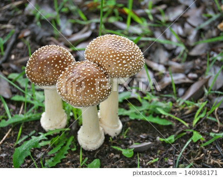 成熟的鵝膏菌 成熟的鵝膏菌 140988171